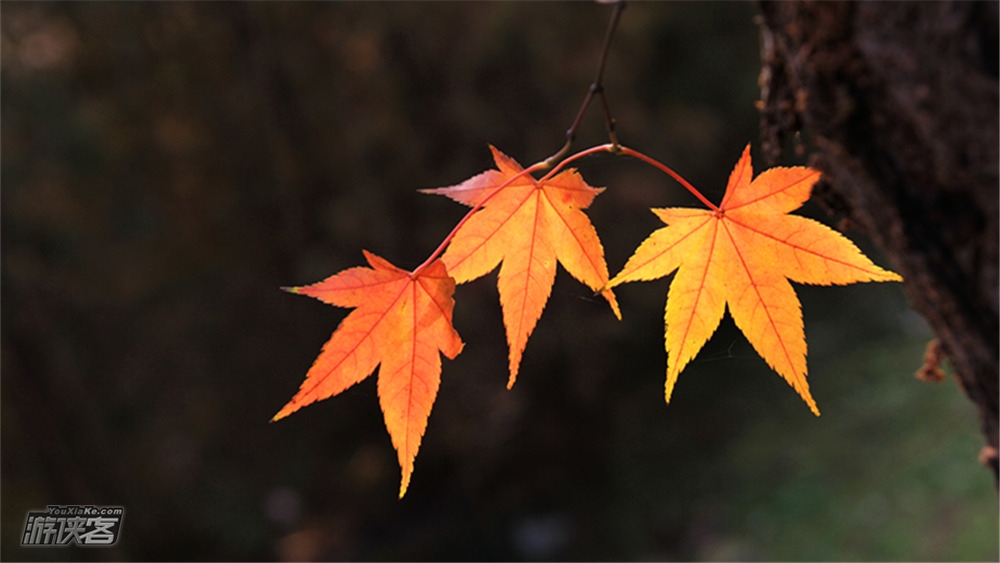 【自然教育·秋叶假面舞会】10月20日,杭州植物园,重阳后的第一个周六,跟着植物学专业老师赏秋逛园子,认识秋季植物园中的一草一木!