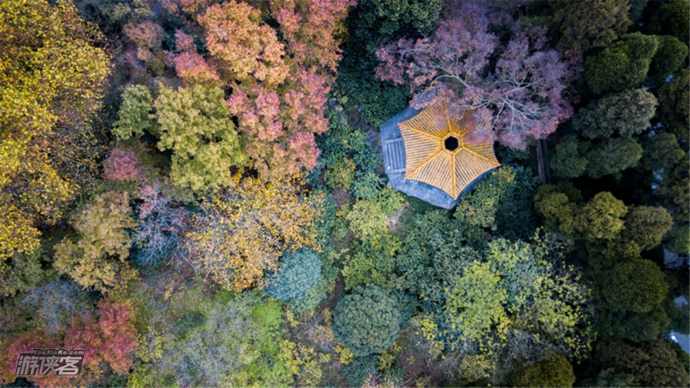 【自然教育·秋叶假面舞会】10月20日,杭州植物园,重阳后的第一个周六,跟着植物学专业老师赏秋逛园子,认识秋季植物园中的一草一木!