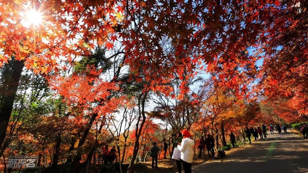 废【南京秋色·栖霞山】特期11-12月,栖霞山红枫节,赏江南秋色,访千年古刹,从凌云栈道到始皇临江,后山秘境寻小众红叶林。(2-10人VIP团)