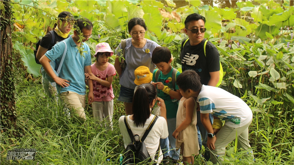 【亲子自然教育·湿地植物大作战】游西溪湿地,识湿地生态,辨湿地植物