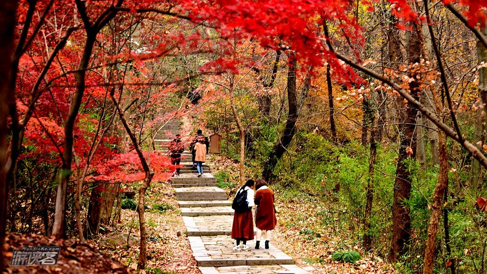 废【南京秋色·栖霞山】特期11-12月,栖霞山红枫节,赏江南秋色,访千年古刹,从凌云栈道到始皇临江,后山秘境寻小众红叶林。(2-10人VIP团)