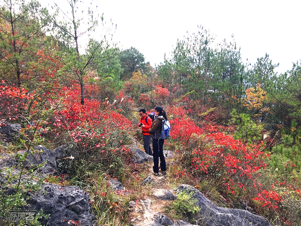 【三峡红叶徒步】11-12月，待到满山红叶时，徒步巫峡神女天路，住江景农家，船游神女溪，最美三峡秋色2日徒步