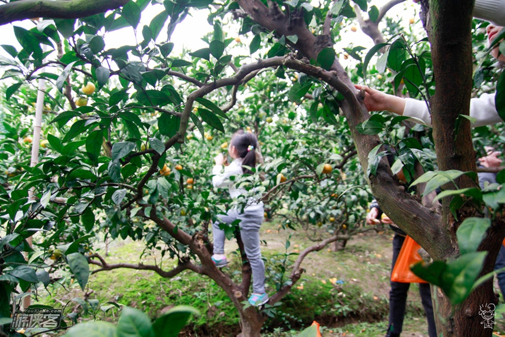 亲子·东山苜里峰 | 采橘子、放风筝,徒步赏太湖美景