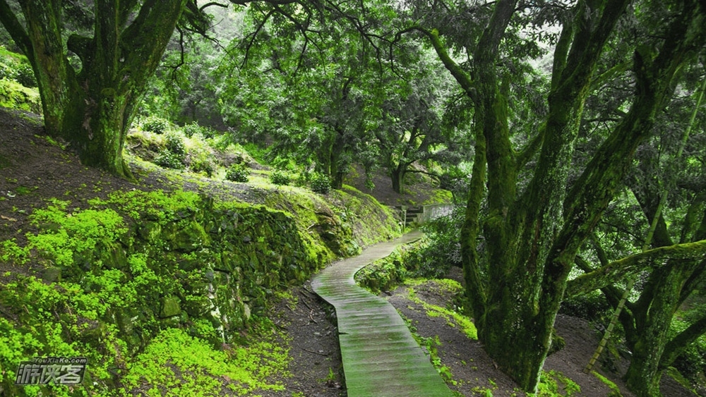【绍兴·香榧古道】10-11月,绍兴会稽山香榧古道,香榧即将成熟时,赏千年古树名木,品当季香榧新果,徒步古诸嵊之路,行走zui美香榧林(轻松休闲老少皆宜)