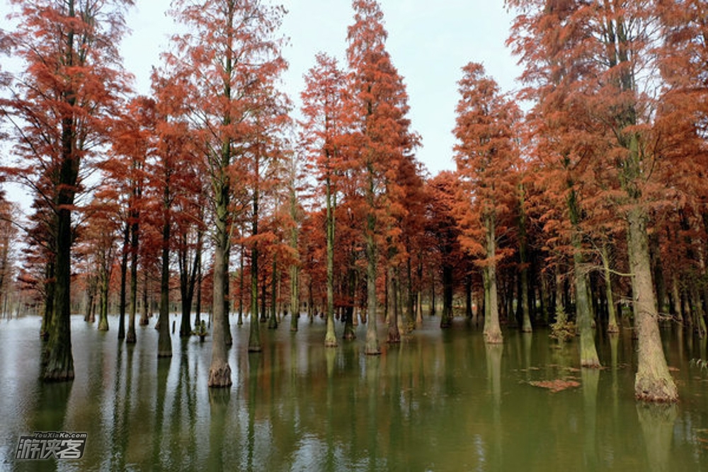 【沪上秋摄—青西郊野】12.8 市内最美湿地，最大水杉林，秋色未衰，扛起相机脚架拍摄一组慢门倒影水杉，更有游女郎点缀 （绝佳摄影点，秋末别错过了，最低12人成行）