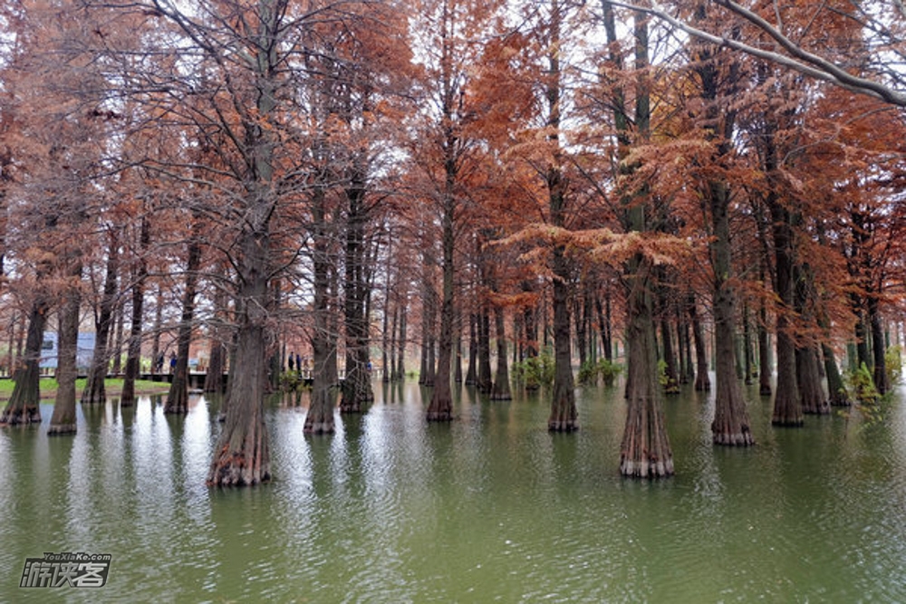 【沪上秋摄—青西郊野】12.8 市内最美湿地，最大水杉林，秋色未衰，扛起相机脚架拍摄一组慢门倒影水杉，更有游女郎点缀 （绝佳摄影点，秋末别错过了，最低12人成行）