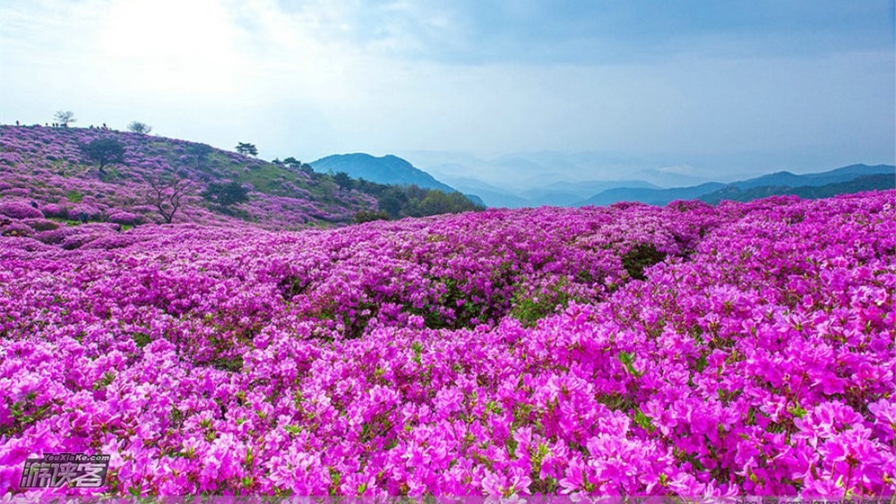 【越野追风徒系列|2019百里杜鹃黄龙山越野赛】4.21周日，40/20/10km，全年系列季赛——春季赛，专为越野跑爱好者打造的文艺小美赛事（名额已满）