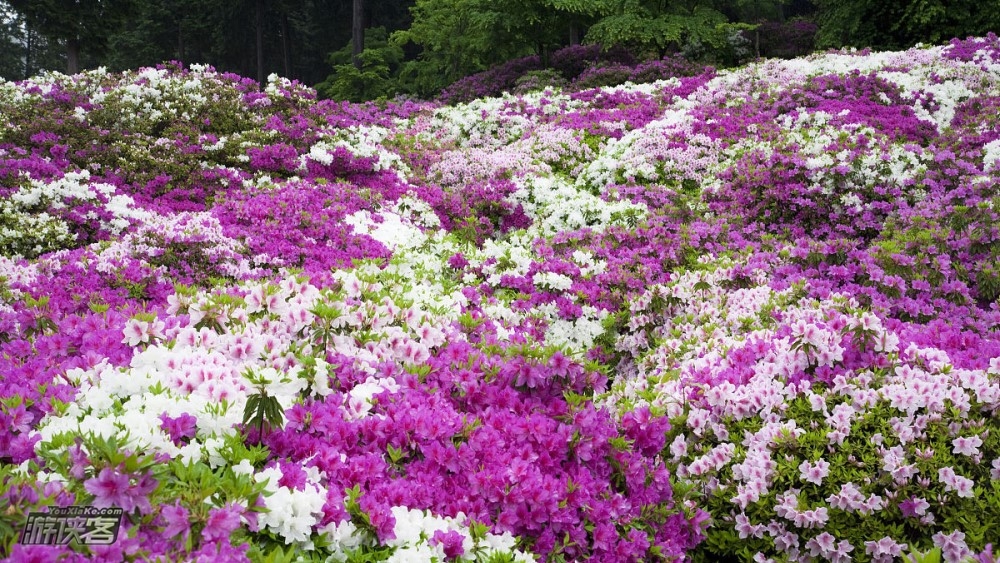 【越野追风徒系列|2019百里杜鹃黄龙山越野赛】4.21周日，40/20/10km，全年系列季赛——春季赛，专为越野跑爱好者打造的文艺小美赛事（名额已满）