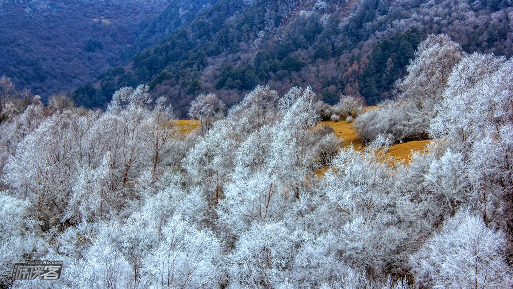 握爪联盟·云中牧场｜高山草甸 初冬川西