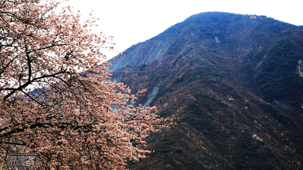 【春天花事·平通梅花林】2.21周日 游侠客开年春天花事,与你相约万亩梅林,感觉花海世界,踏春单日之旅