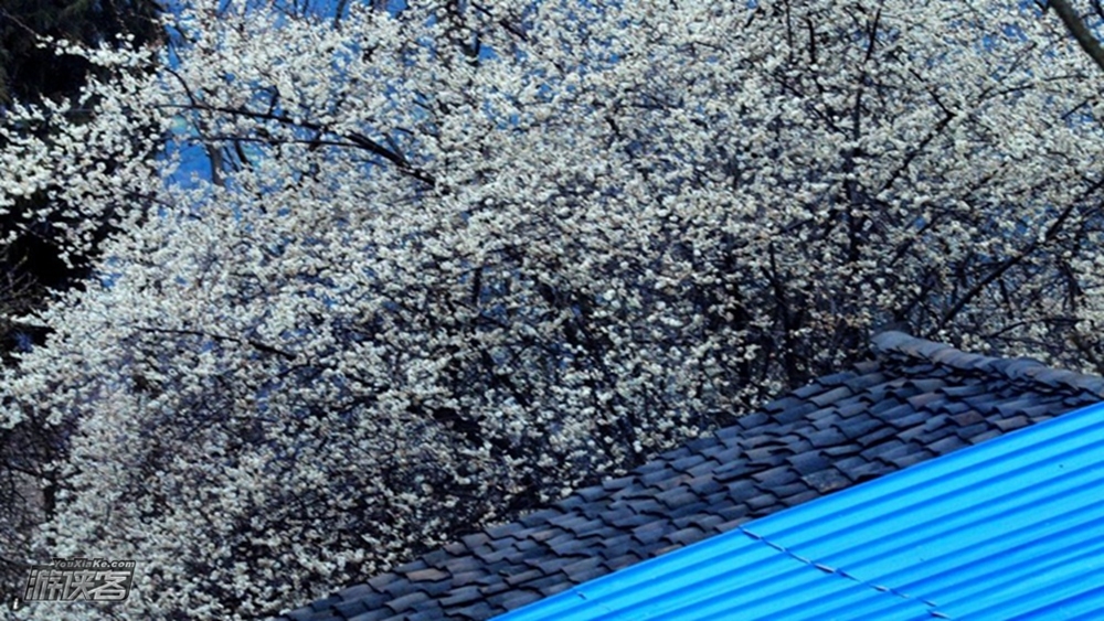 【春天花事·平通梅花林】2.21周日 游侠客开年春天花事,与你相约万亩梅林,感觉花海世界,踏春单日之旅