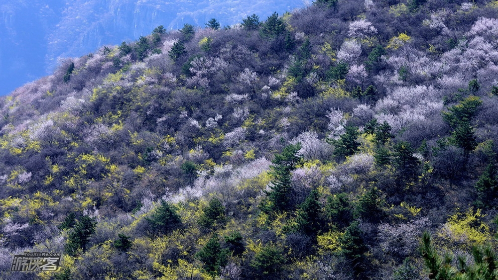 【太行山之春】4.2-7清明假期,太行平湖-太行大峡谷-秋沟桃花-万仙山(郭亮洞)-昆山挂壁-王莽岭-红岩大峡谷-回龙天界山;北国雄观最胜处,最美春色桃花沟,太行之巅王莽岭,云峰画廊天界山,太行春色精华6日游(一网打尽,飞跃太行)