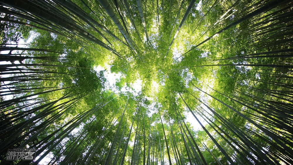 【游侠宝贝·梅坑竹林】4.5名额已满,一起穿梭于竹海之间,挖竹笋,DIY竹筒饭,彩绘笔筒,趣味寻宝,变身乡村小捣蛋!(精品小团,限收8组家庭)