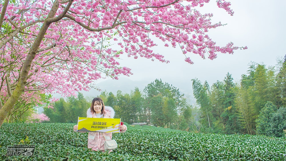 春天花事 | 福建永福樱花散拼1日游