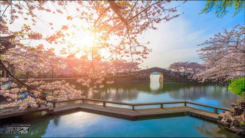 樱の鼋头渚|鼋头渚樱花季,粉色浪漫拈花湾