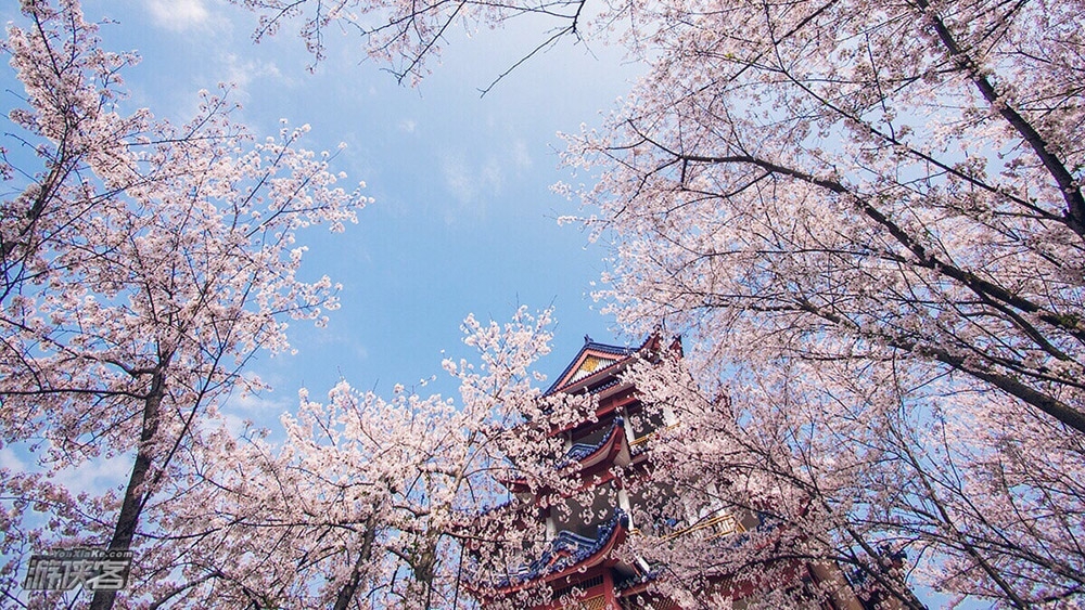 樱の鼋头渚|鼋头渚樱花季,粉色浪漫拈花湾