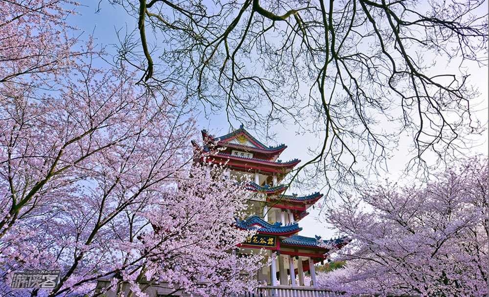 樱の鼋头渚|鼋头渚樱花季,粉色浪漫拈花湾