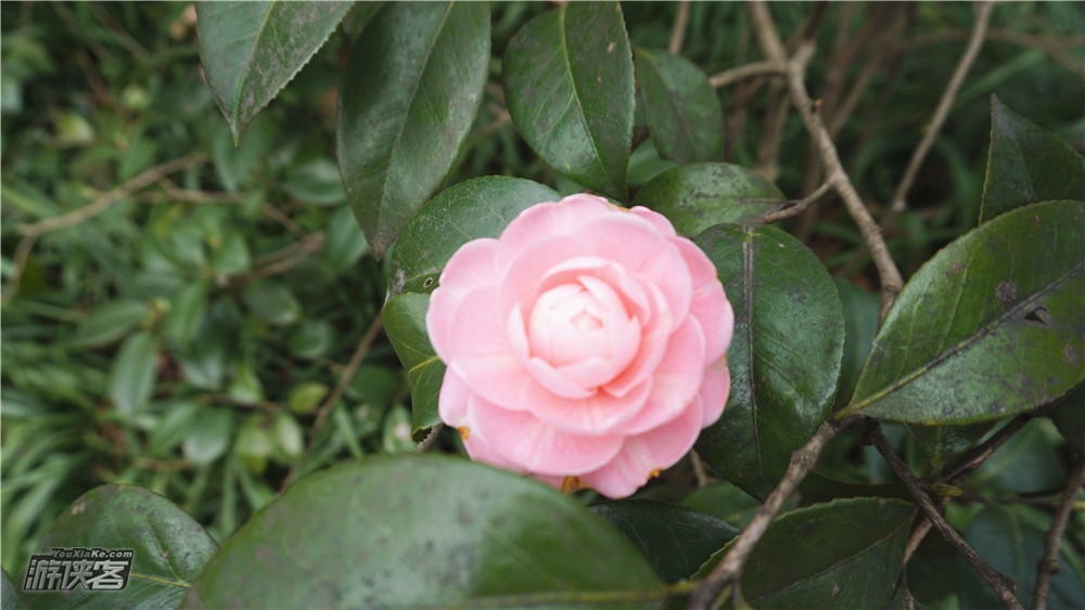 【二十四节气公益课·春生】3.22周日春分节气，春季半日节气观察，赏花踏青，体验自然，春分、清明、谷雨，春日植物园，和孩子一起记录春天体验季节变化！（凭绿码，限收15组）