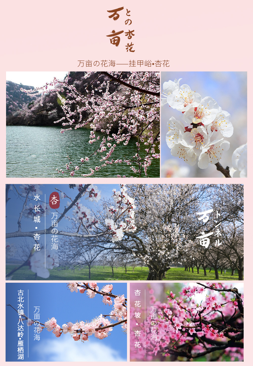 【春天花事·云蒙山杜鹃】5月，映山红遍一面坡 ，“京北小黄山”奇峰异石/林海青松/云海幻景/瀑布潭泉。观赏京郊特有杜鹃花，线路可坐缆车、可爬山 - <云蒙杜鹃> 踏春好去处/徒步穿越赏杜鹃/远眺密云水库