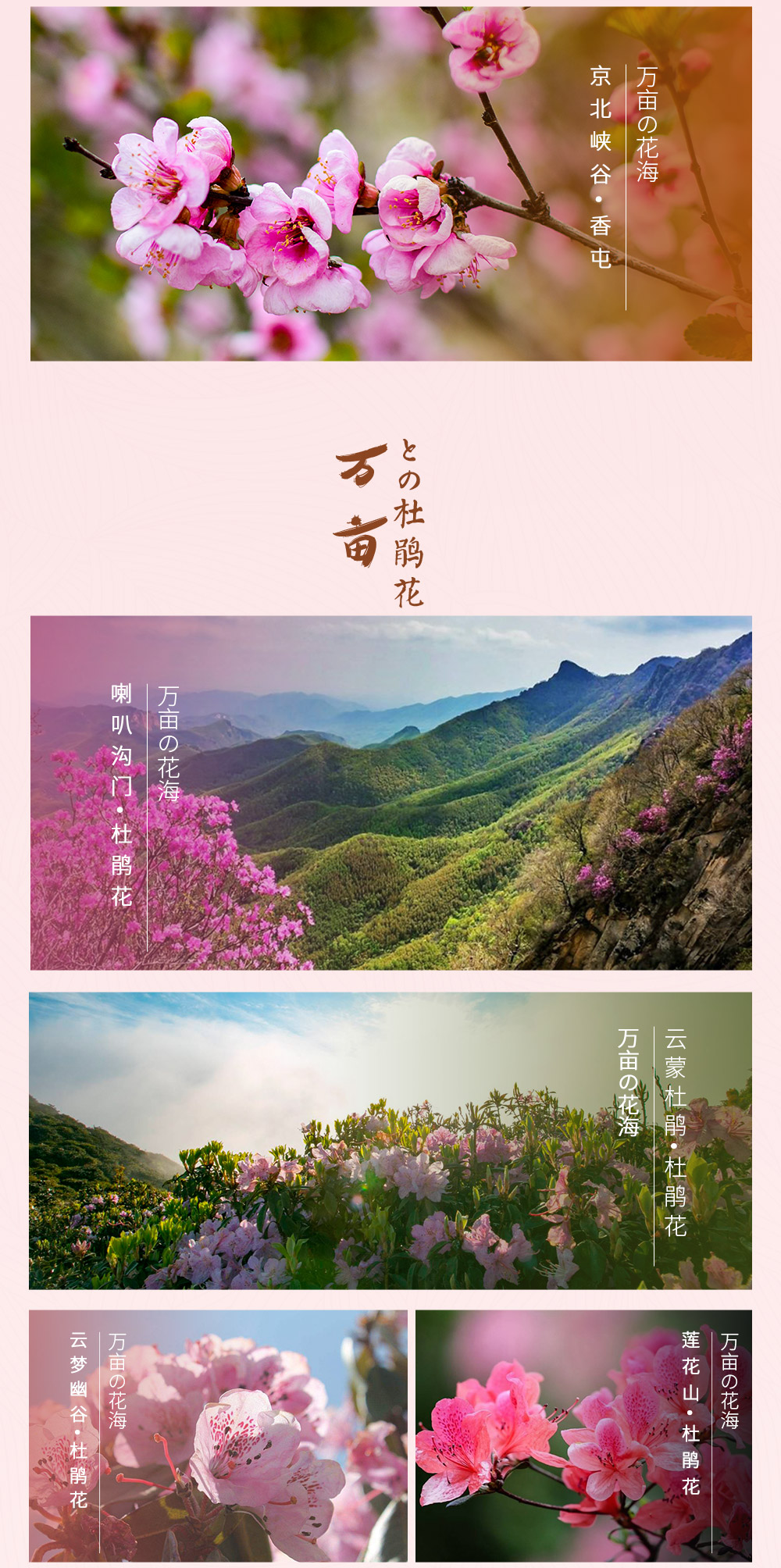 【春天花事·云蒙山杜鹃】5月，映山红遍一面坡 ，“京北小黄山”奇峰异石/林海青松/云海幻景/瀑布潭泉。观赏京郊特有杜鹃花，线路可坐缆车、可爬山 - <云蒙杜鹃> 踏春好去处/徒步穿越赏杜鹃/远眺密云水库