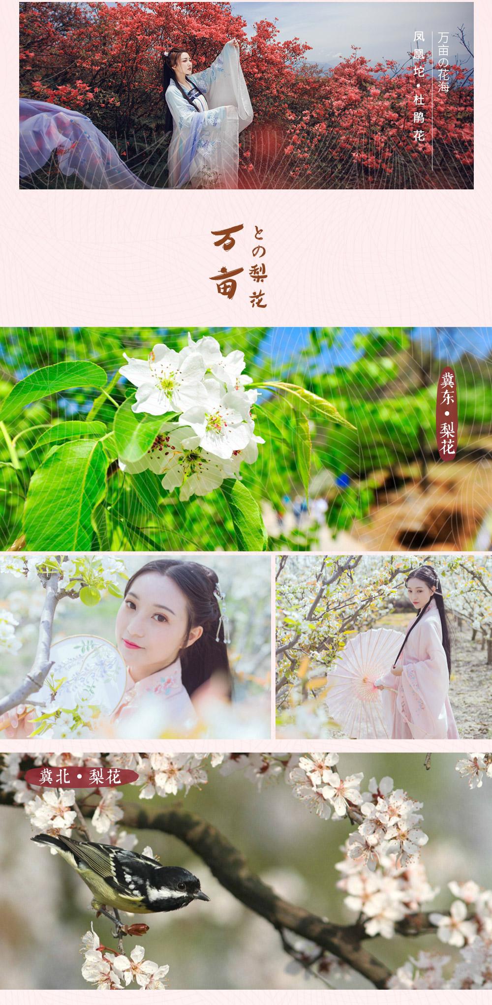 【春天花事·云蒙山杜鹃】5月，映山红遍一面坡 ，“京北小黄山”奇峰异石/林海青松/云海幻景/瀑布潭泉。观赏京郊特有杜鹃花，线路可坐缆车、可爬山 - <云蒙杜鹃> 踏春好去处/徒步穿越赏杜鹃/远眺密云水库
