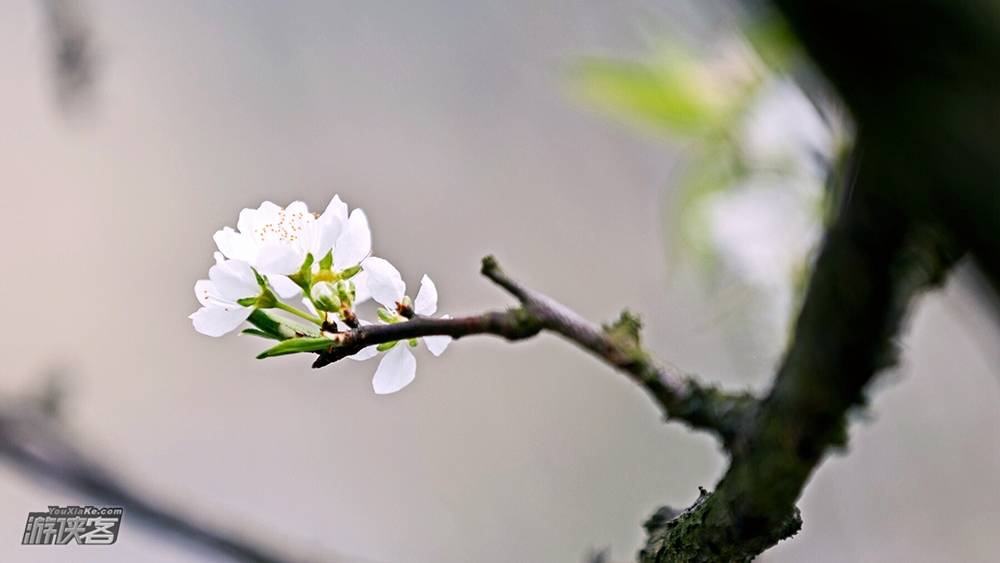 【女神节特惠·印盒李花】3.9周六,李花汉服专场|着古韵汉服-学汉服礼仪舞蹈-漫步李花林-美拍赢大奖(重庆女神节特惠,确定成行)
