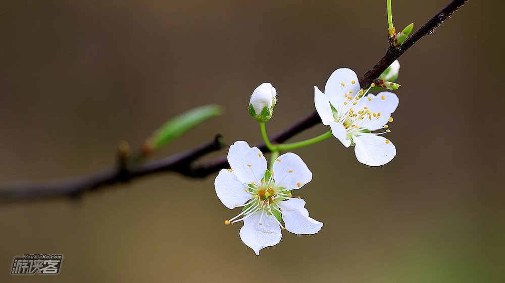 【女神节特惠·印盒李花】3.9周六,李花汉服专场|着古韵汉服-学汉服礼仪舞蹈-漫步李花林-美拍赢大奖(重庆女神节特惠,确定成行)