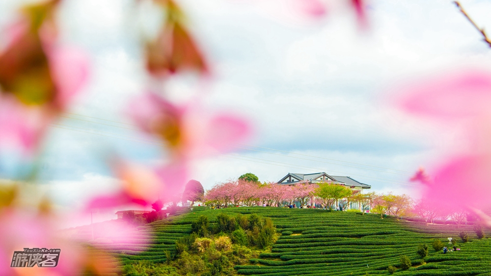 春天花事 | 福建永福樱花散拼1日游