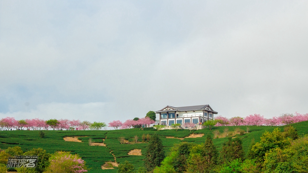 春天花事 | 福建永福樱花散拼1日游