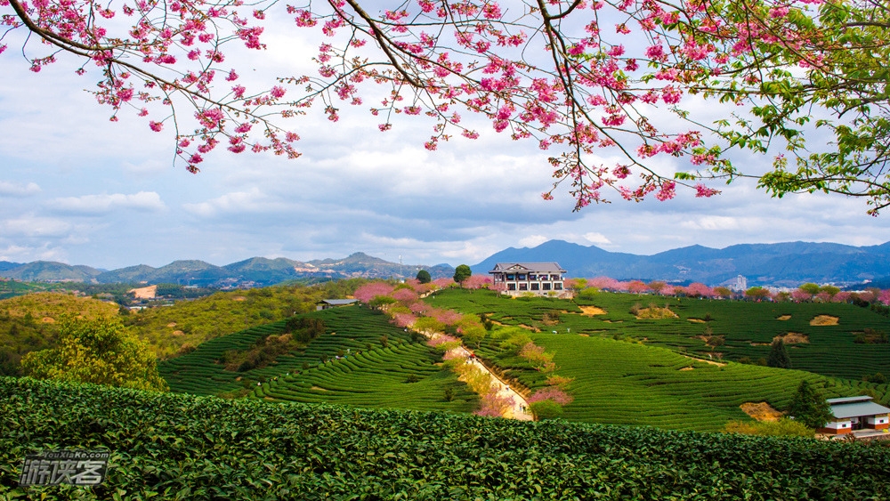 春天花事 | 福建永福樱花散拼1日游