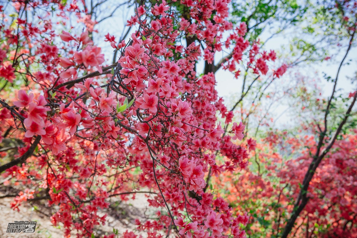 浦东出发·春赏杜鹃|金峨村杜鹃花映满山