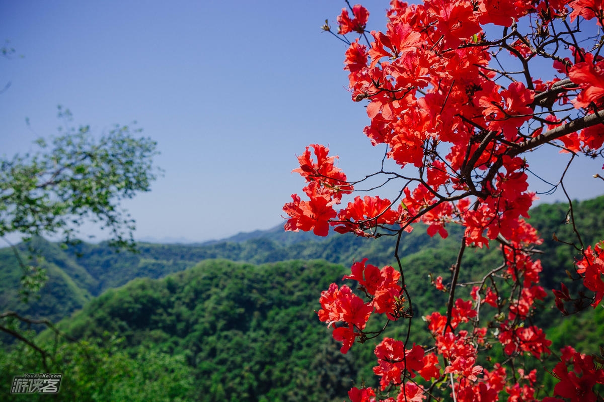 浦东出发·春赏杜鹃|金峨村杜鹃花映满山