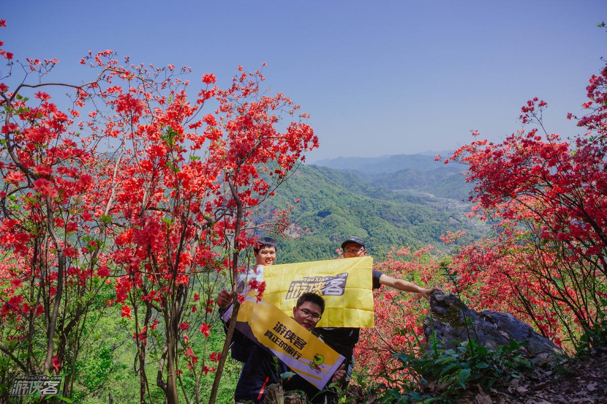 浦东出发·春赏杜鹃|金峨村杜鹃花映满山