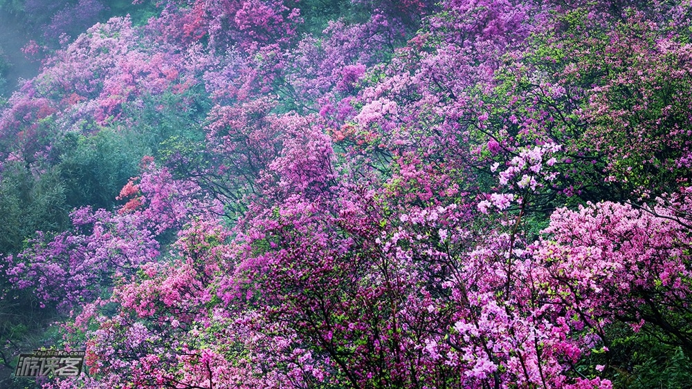 浦东出发·春赏杜鹃|金峨村杜鹃花映满山