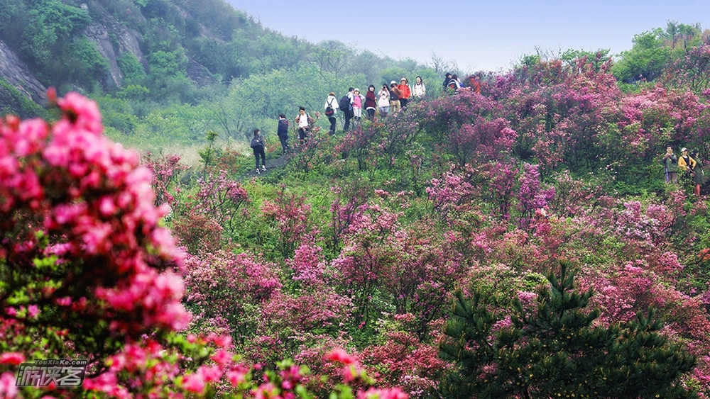 浦东出发·春赏杜鹃|金峨村杜鹃花映满山