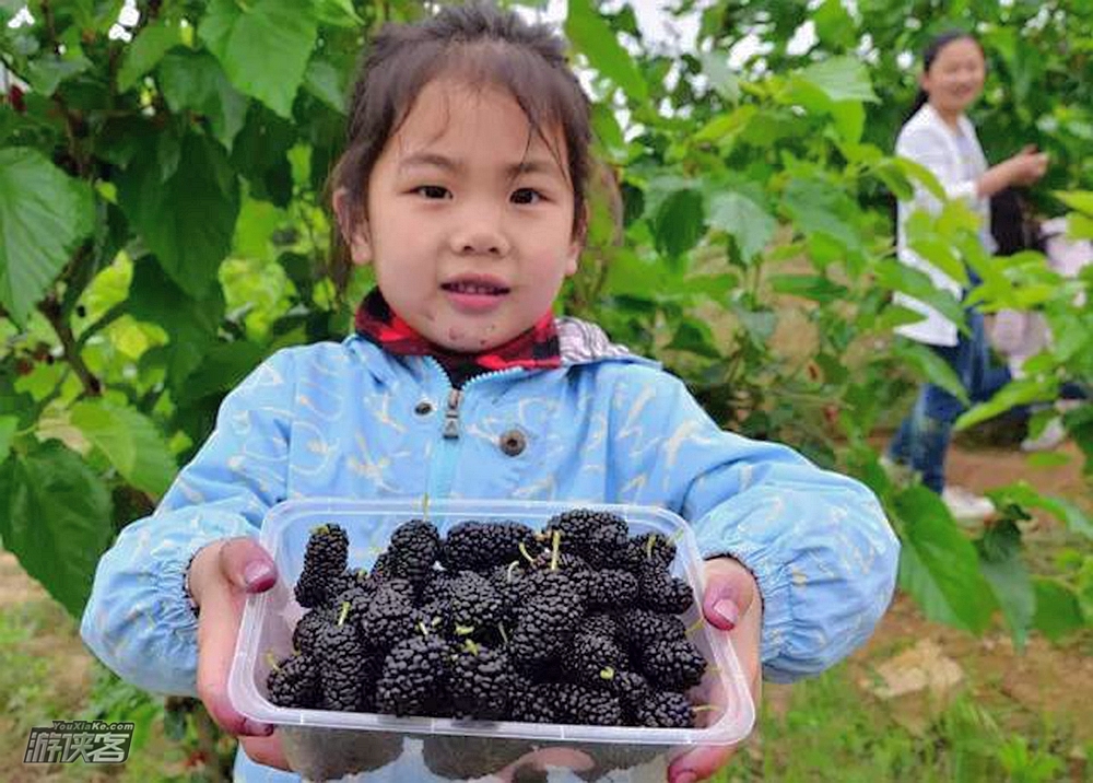 【采摘·大兴桑葚节】6月限定,品皇家贡品,寻500年树龄“桑葚王”/区分品鉴 白蜡皮 黑珍珠 红蜻蜓/甜杏采摘/品尝网红“桑叶宴”每人送两斤桑葚(采摘休闲一日游)