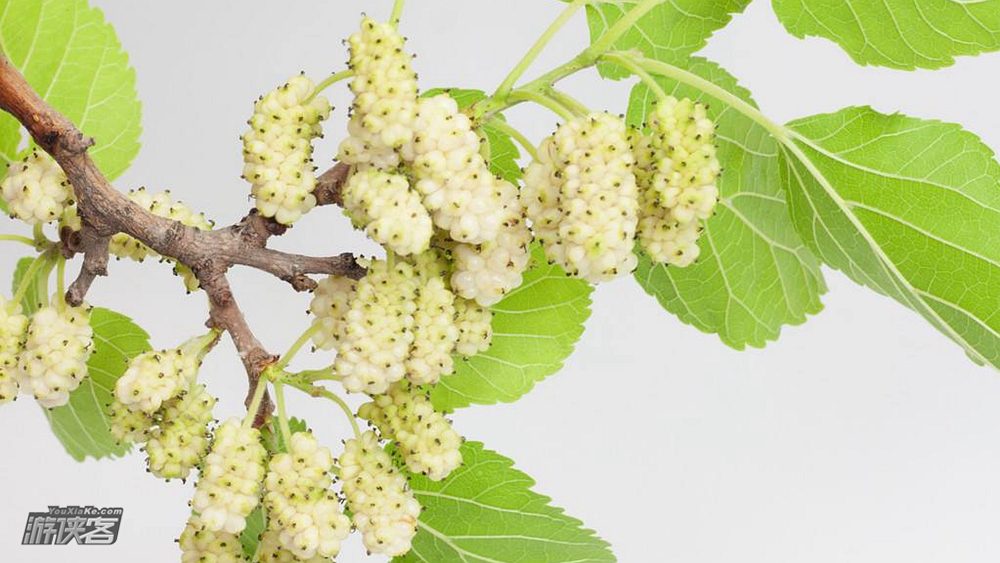 【采摘·大兴桑葚节】6月限定,品皇家贡品,寻500年树龄“桑葚王”/区分品鉴 白蜡皮 黑珍珠 红蜻蜓/甜杏采摘/品尝网红“桑叶宴”每人送两斤桑葚(采摘休闲一日游)