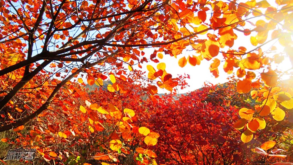 【舞彩浅山】10-11月 金秋徒步顺义舞彩浅山步道 看漫山红遍 寻觅北方小众最美秋色(天津出发休闲赏秋一日游)