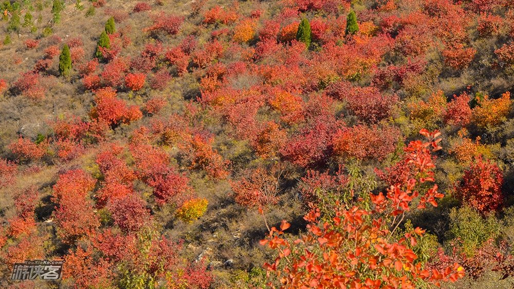 【舞彩浅山】10-11月 金秋徒步顺义舞彩浅山步道 看漫山红遍 寻觅北方小众最美秋色(天津出发休闲赏秋一日游)