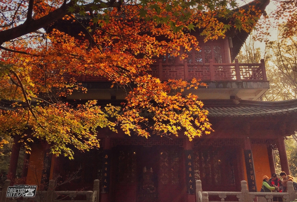 【枫彩金陵·漫步秋摄】11月,秋韵金陵,明孝陵黄金神道-池杉湖湿地公园-止马岭晨曦-枫彩漫城-栖霞红枫林,新晋小众金陵探秋(南京秋色4日采风,新线首发)