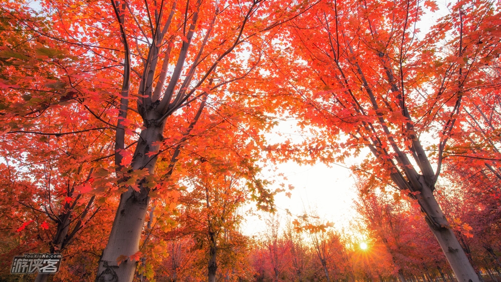 【秋恋光雾山】11月，桃园见山，大坝赏叶，十八月潭戏水，一次看尽光雾山3大核心景区，梦境光雾山夜行新体验，可升级舒适山景房，赏秋3日游（西安出发，相约红叶节！）
