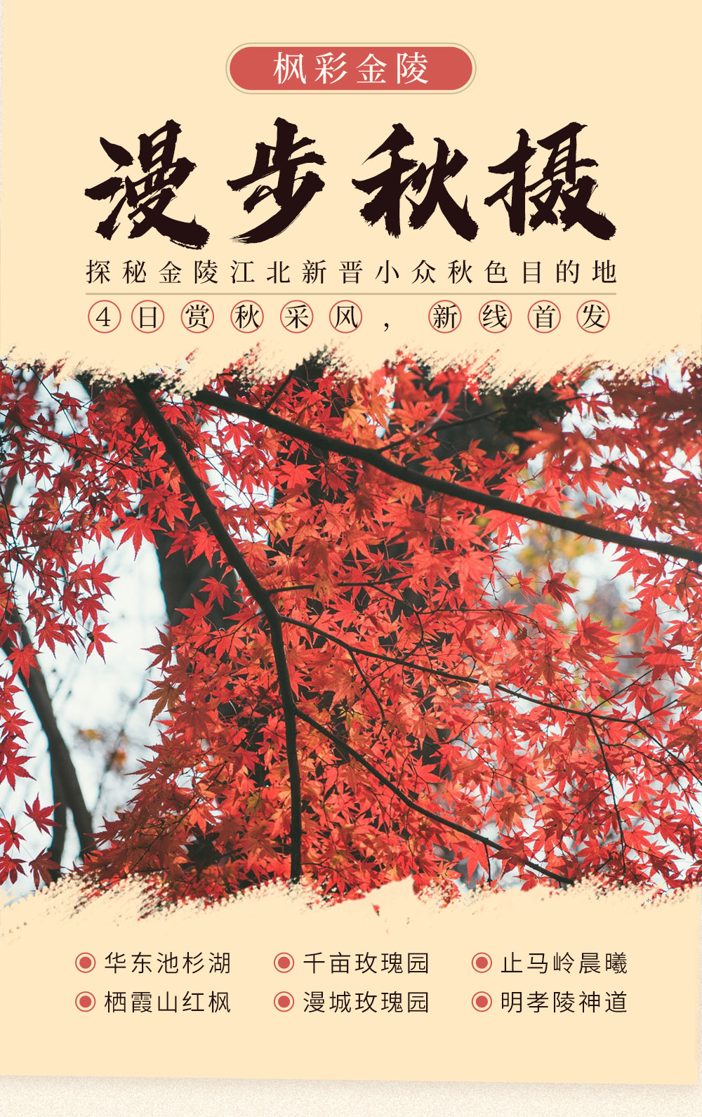 【枫彩金陵·漫步秋摄】11月，秋韵金陵，明孝陵黄金神道-池杉湖湿地公园-止马岭晨曦-枫彩漫城-栖霞红枫林，新晋小众金陵探秋（南京秋色4日采风，新线首发） - <南京秋摄>2019新晋赏秋目的地，华东首屈一指池杉林，汇集两大热门红枫，浪漫千亩玫瑰园