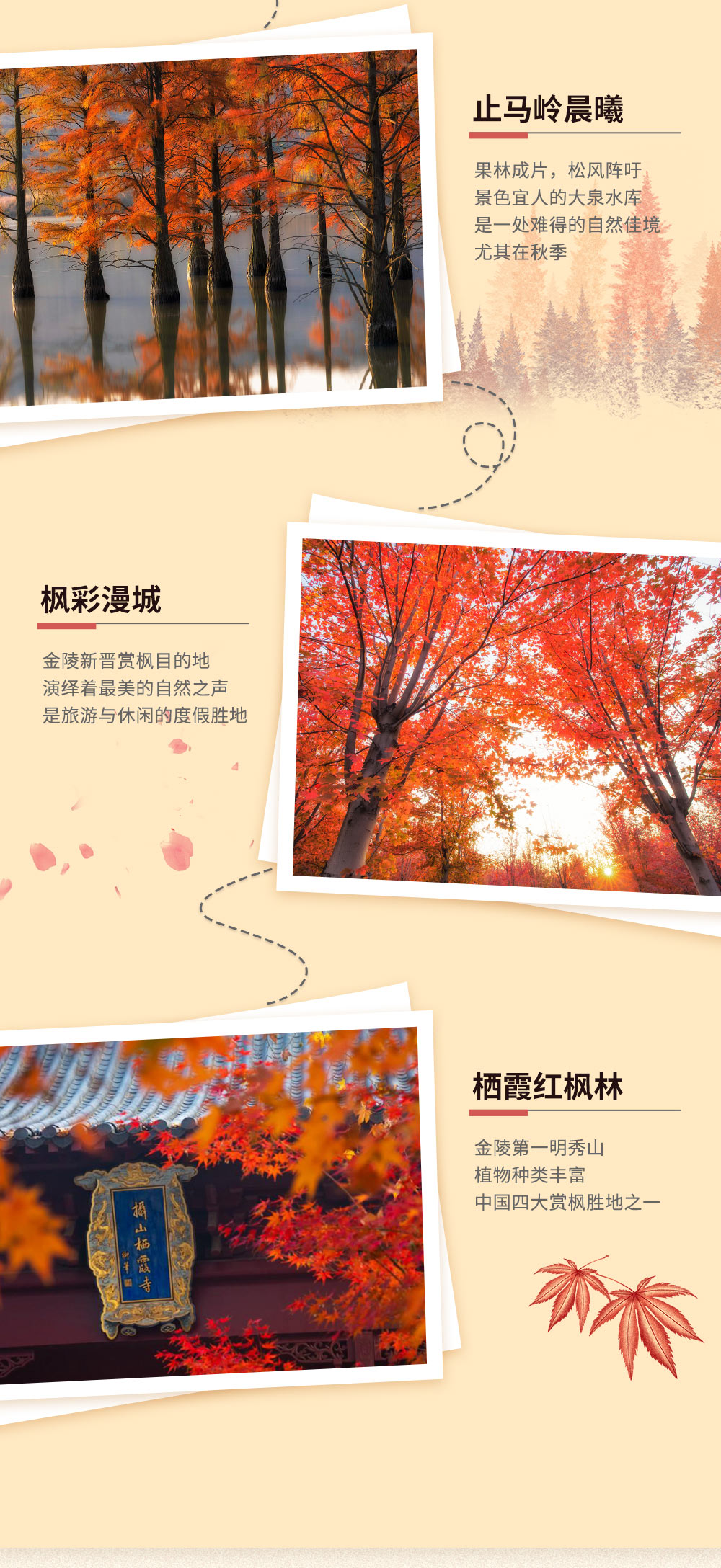 【枫彩金陵·漫步秋摄】11月，秋韵金陵，明孝陵黄金神道-池杉湖湿地公园-止马岭晨曦-枫彩漫城-栖霞红枫林，新晋小众金陵探秋（南京秋色4日采风，新线首发） - <南京秋摄>2019新晋赏秋目的地，华东首屈一指池杉林，汇集两大热门红枫，浪漫千亩玫瑰园