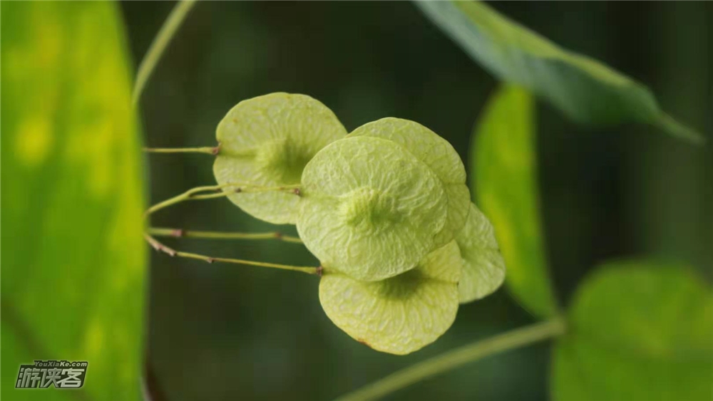 【自然教育·种子的胜利】走进植物园,寻壳斗科的帽子店,豆科豆荚房子,追寻种子的脚步做种子收集,手工体验,林间亲子自然游戏,亲子陪伴趣玩!(种子课堂第三季-下午半日)