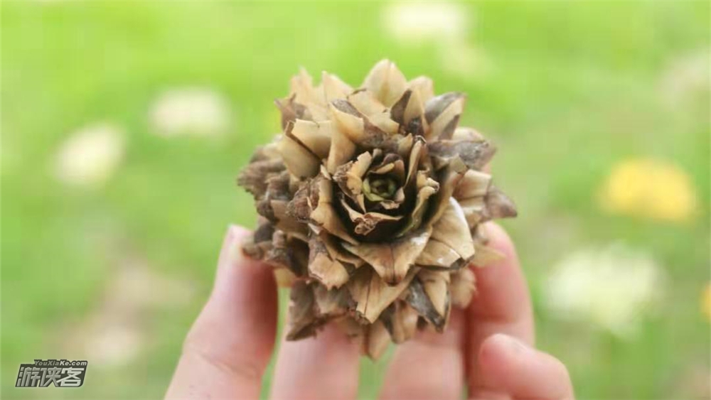 【自然教育·种子的胜利】走进植物园,寻壳斗科的帽子店,豆科豆荚房子,追寻种子的脚步做种子收集,手工体验,林间亲子自然游戏,亲子陪伴趣玩!(种子课堂第三季-下午半日)