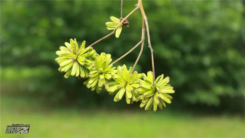 【自然教育·种子的胜利】走进植物园,寻壳斗科的帽子店,豆科豆荚房子,追寻种子的脚步做种子收集,手工体验,林间亲子自然游戏,亲子陪伴趣玩!(种子课堂第三季-下午半日)