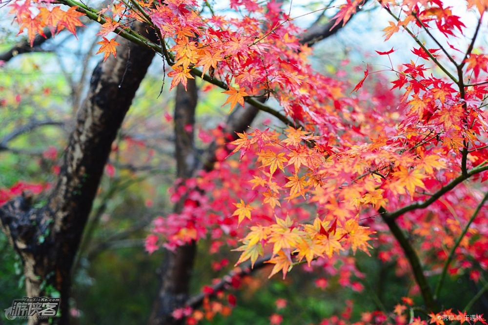 【南京玩乐·栖霞山门票】2019年红枫节,南京栖霞山旺季门票(成人与儿童老人半价票两种套餐),栖霞寺+栖霞山一票全含,旺季提前预定(10-12月)