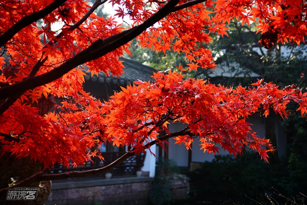 【南京玩乐·栖霞山门票】2019年红枫节,南京栖霞山旺季门票(成人与儿童老人半价票两种套餐),栖霞寺+栖霞山一票全含,旺季提前预定(10-12月)