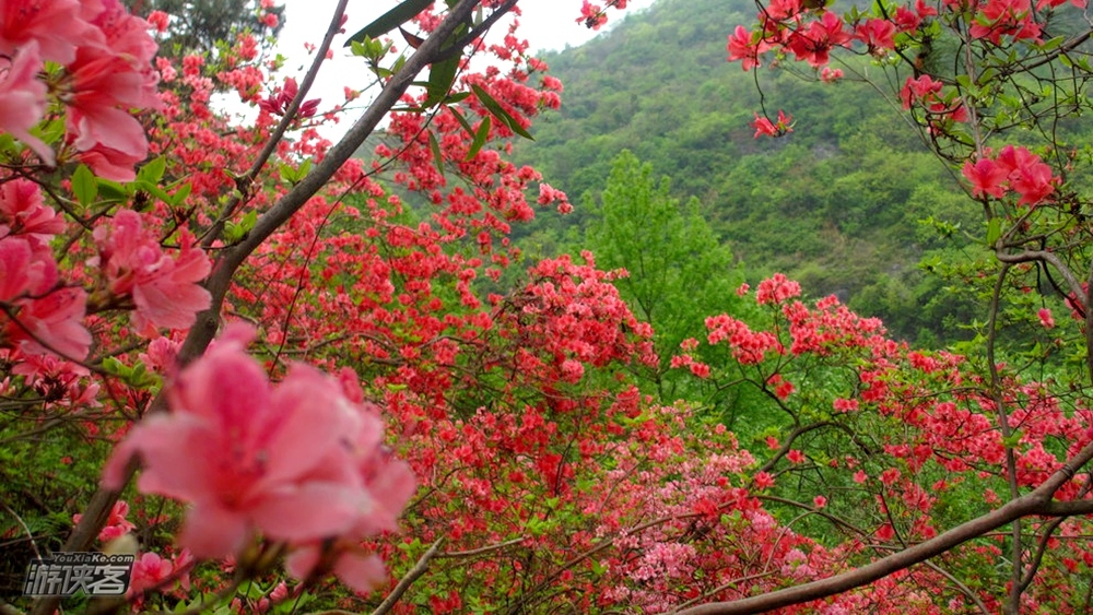 秘境古道·城山桃花丨觅三国古迹,花期限定!