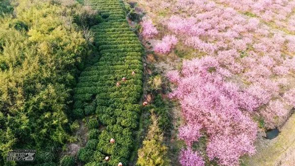 【好评热销·独享贡山岛】新增5.3/5.5，乘风上岛，全新升级，打卡《都挺好》茶园，采茶品茶-茶田寻宝-自制三明治-彩绘风筝-茶田放飞-自然手作-收集桃胶（每日限流）